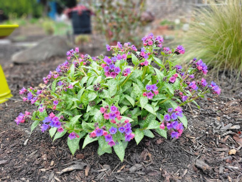 Pulmonaria