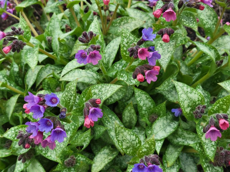 Pulmonaria