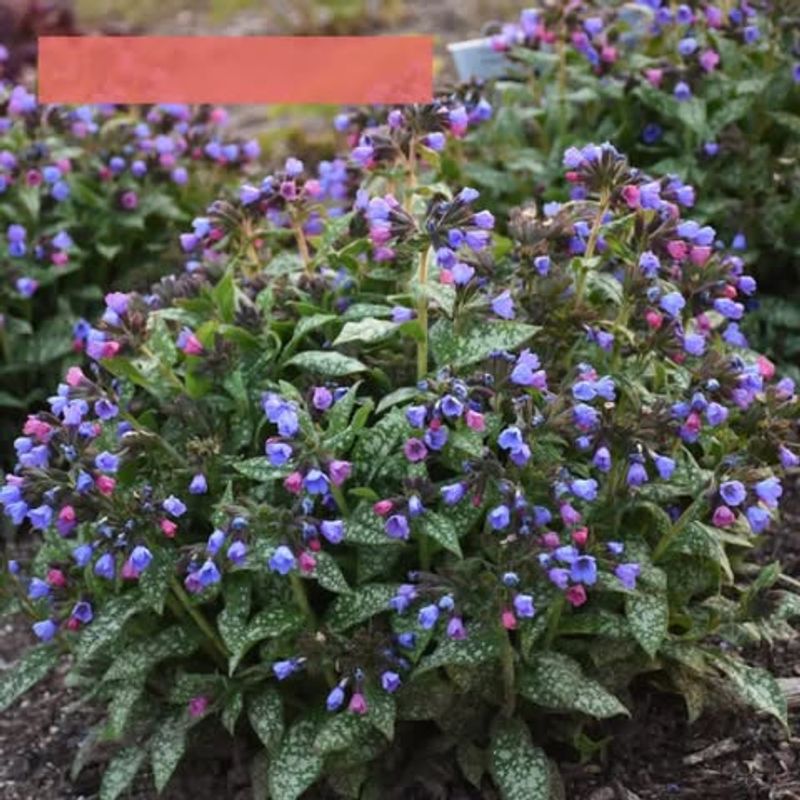 Pulmonaria