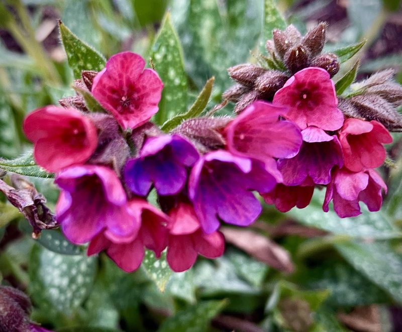 Pulmonaria