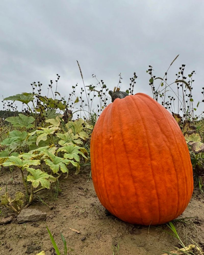 Pumpkins