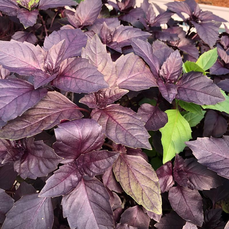 Purple Basil