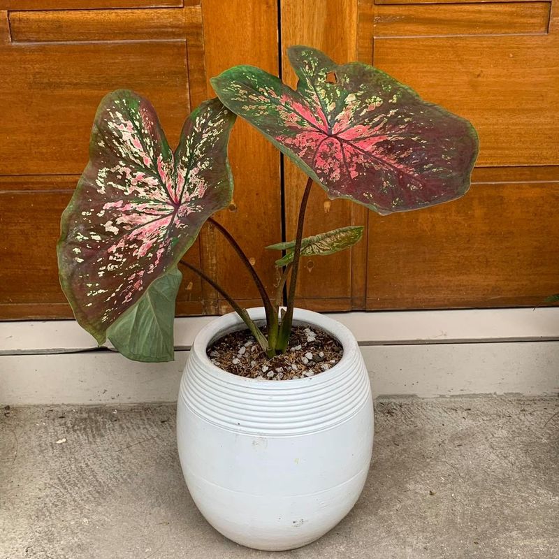 Purple Caladium