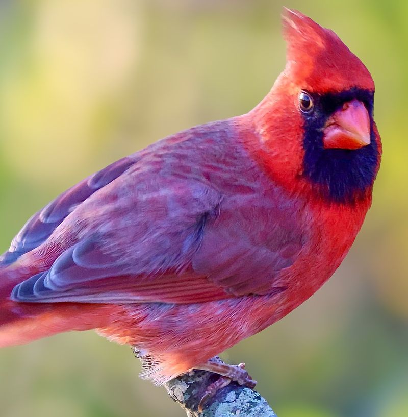 Purple Cardinal