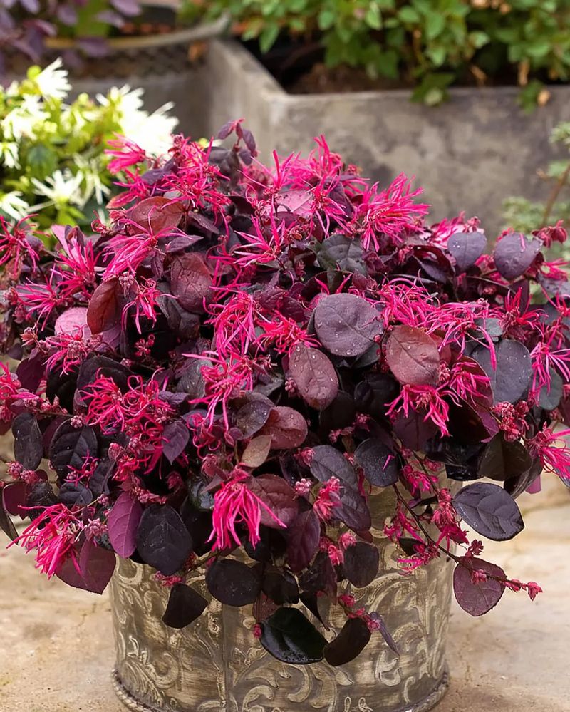 Purple Chinese Fringe Flower (Loropetalum chinense)