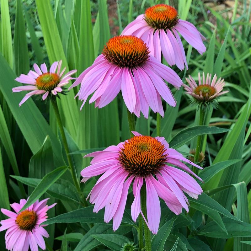 Purple Coneflower