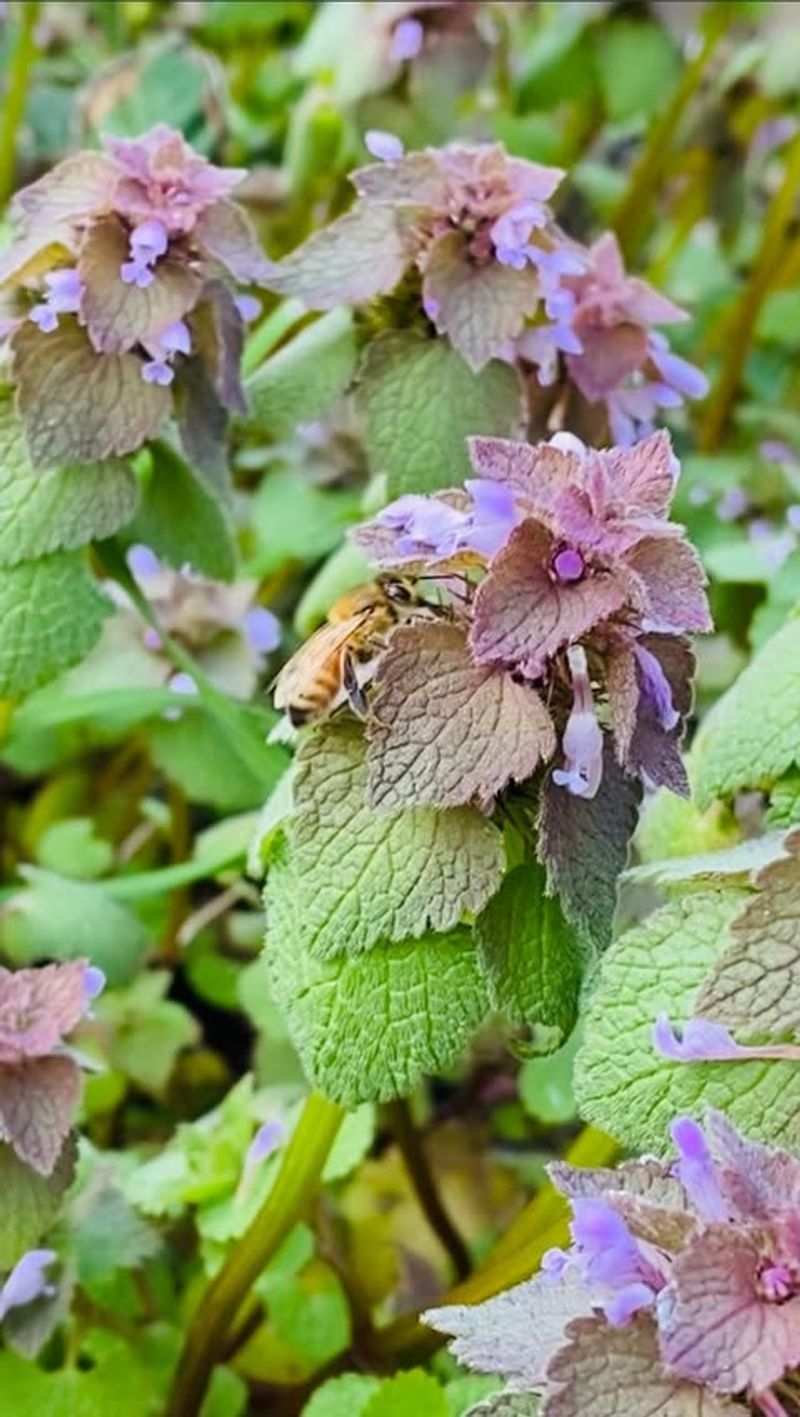 Purple Deadnettle