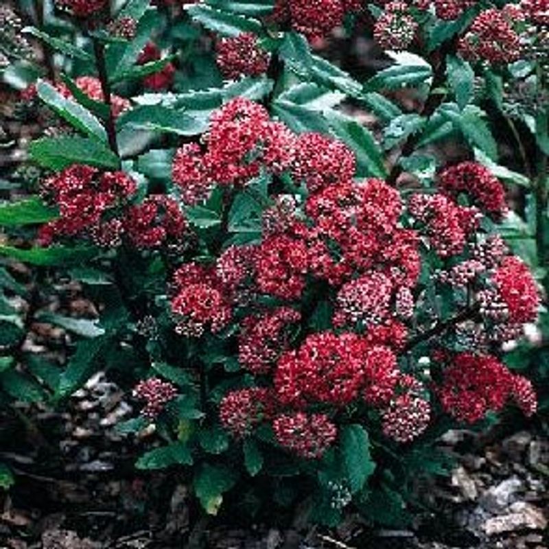 Purple Emperor (Sedum telephium)