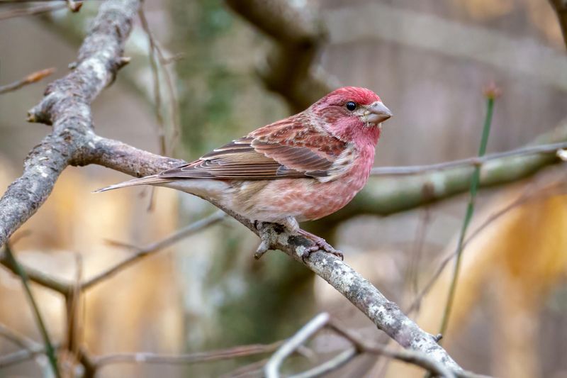 Purple Finch