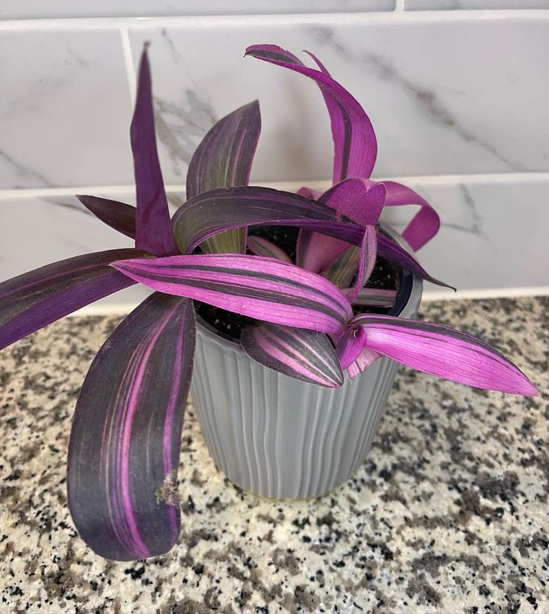 Purple Heart Tradescantia