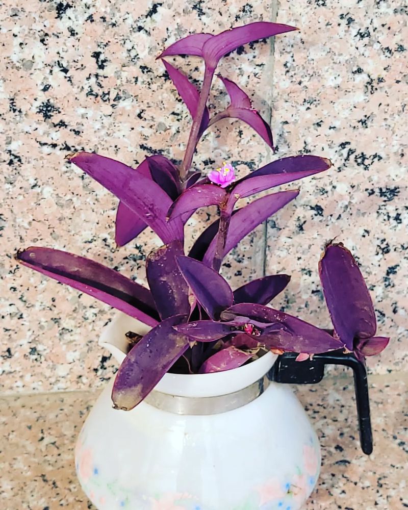 Purple Heart (Tradescantia pallida)