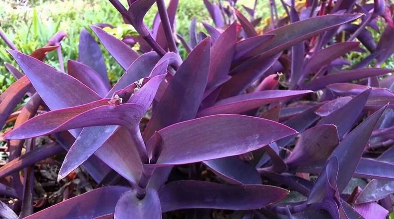 Purple Heart (Tradescantia pallida)