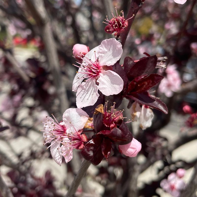 Purple Leaf Plum