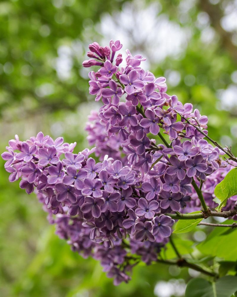 Purple Lilac - New Hampshire