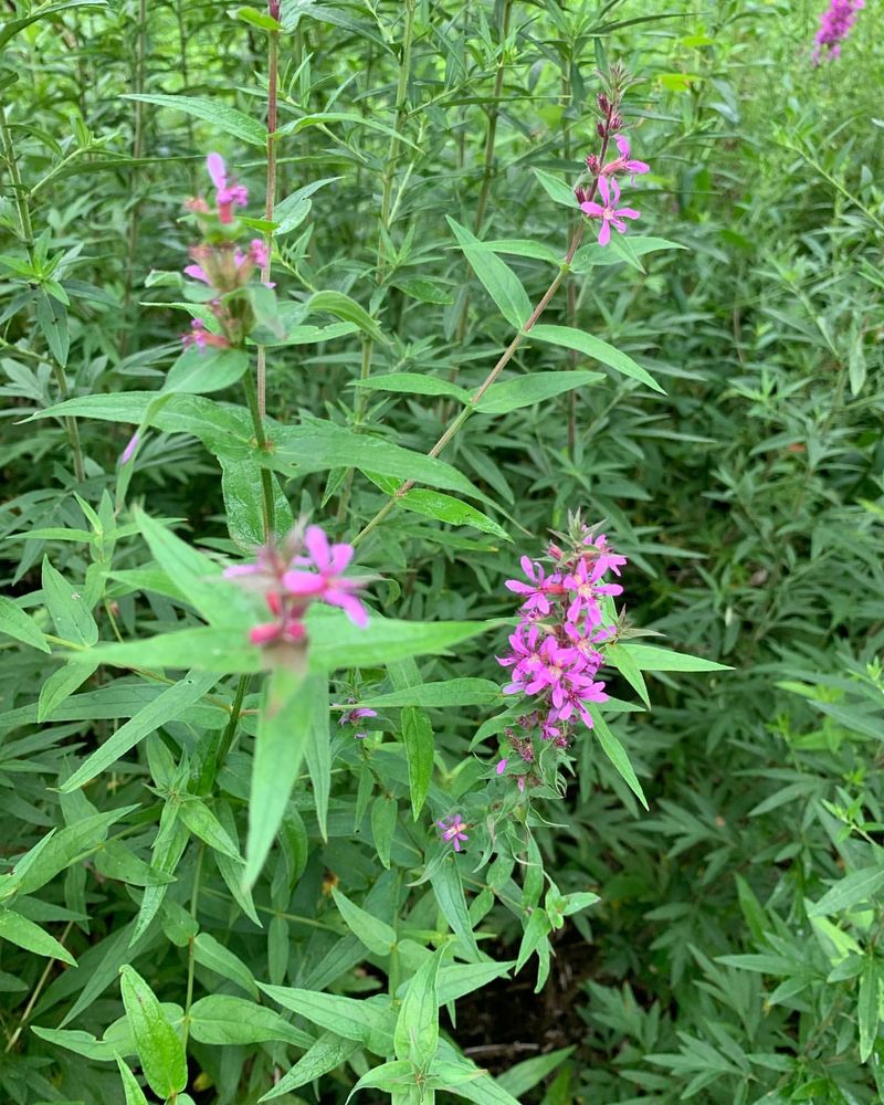 Purple Loosestrife