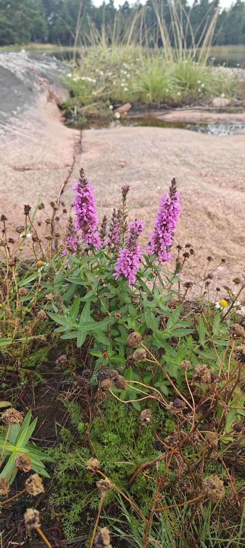 Purple Loosestrife