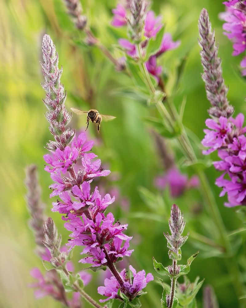 Purple Loosestrife