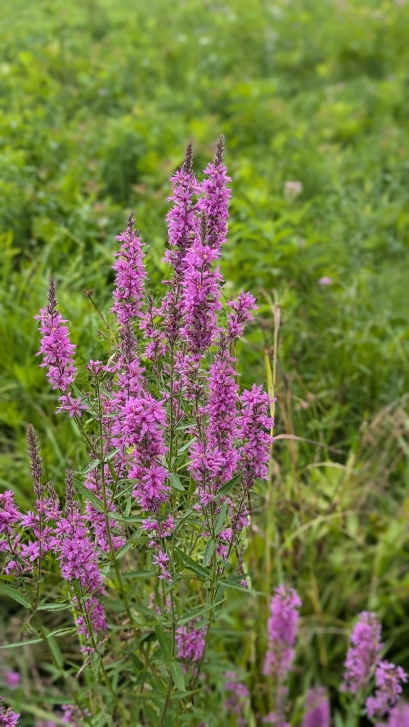 Purple Loosestrife