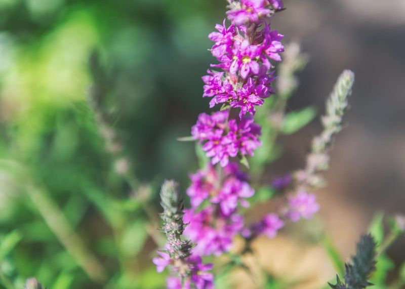 Purple Loosestrife