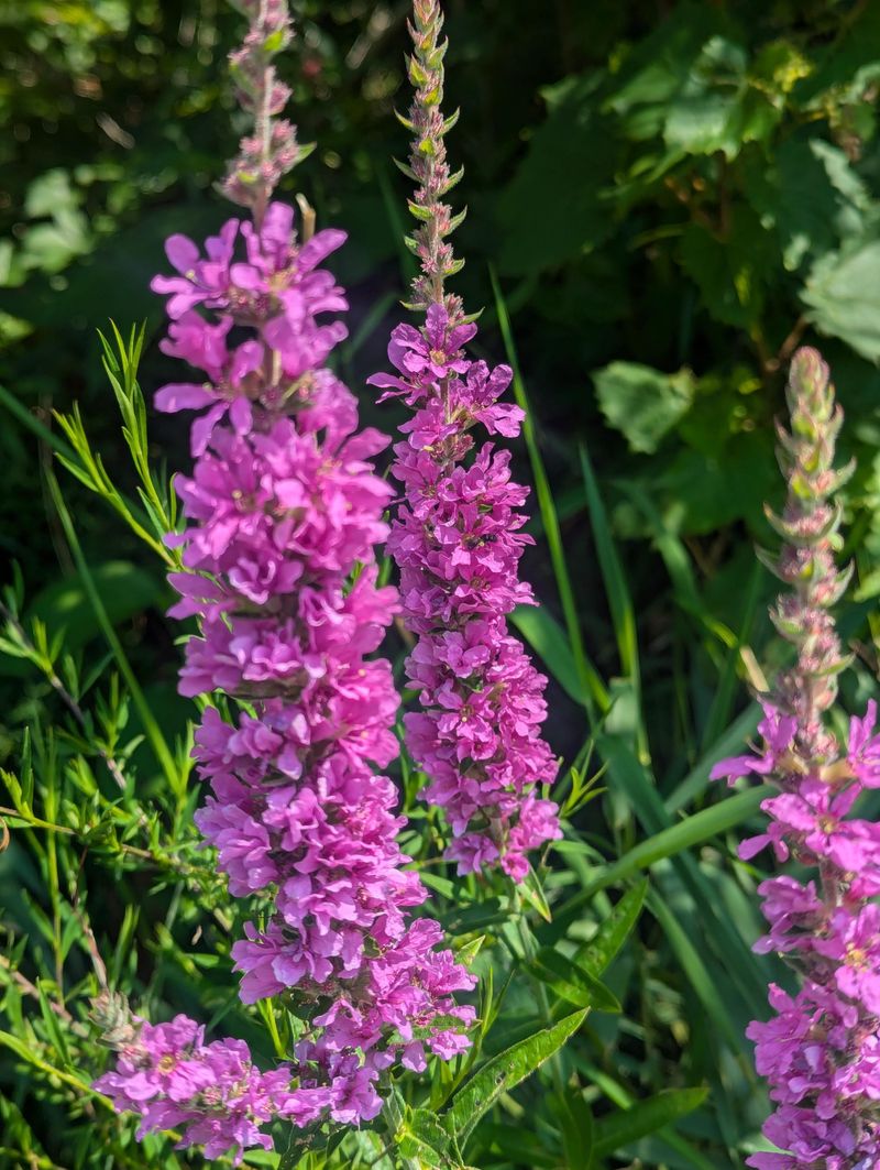 Purple Loosestrife