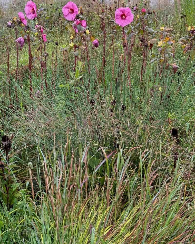 Purple Love Grass