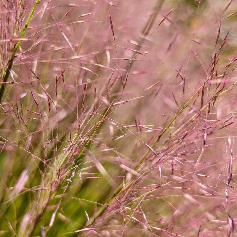 Purple Love Grass