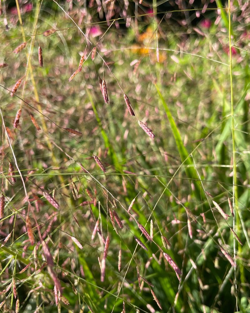 Purple Lovegrass