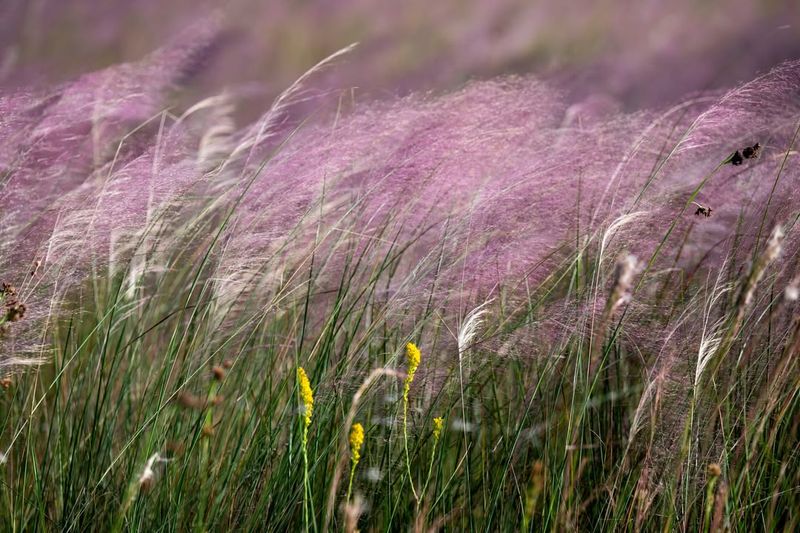 Purple Moor Grass