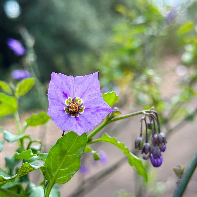 Purple Nightshade