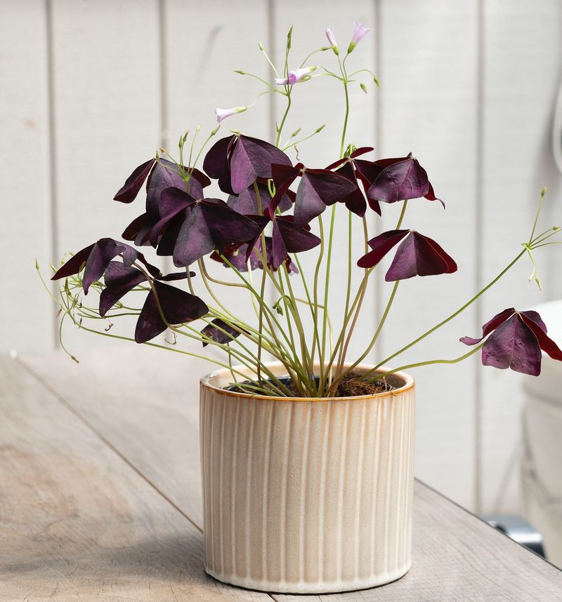 Purple Oxalis