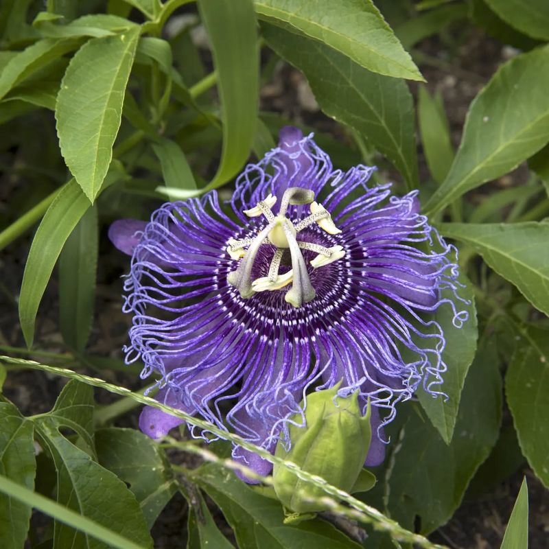 Purple Passionflower