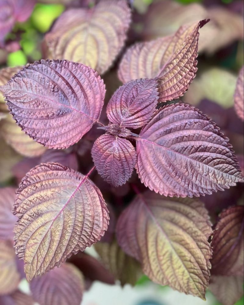 Purple Perilla (Perilla frutescens)