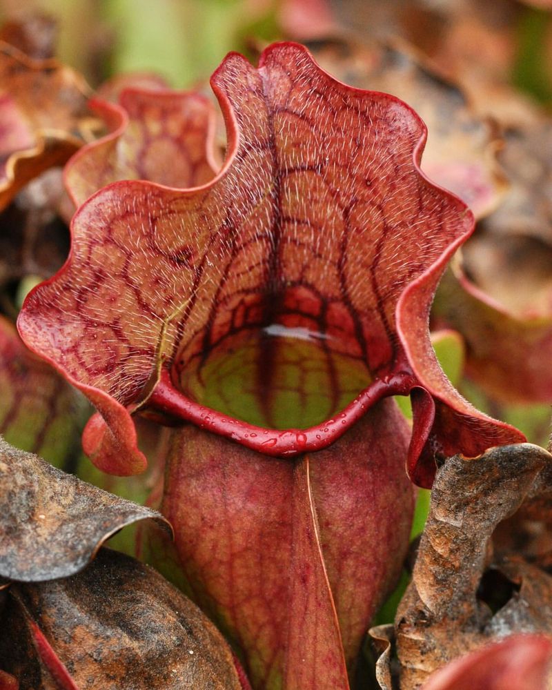 Purple Pitcher Plant