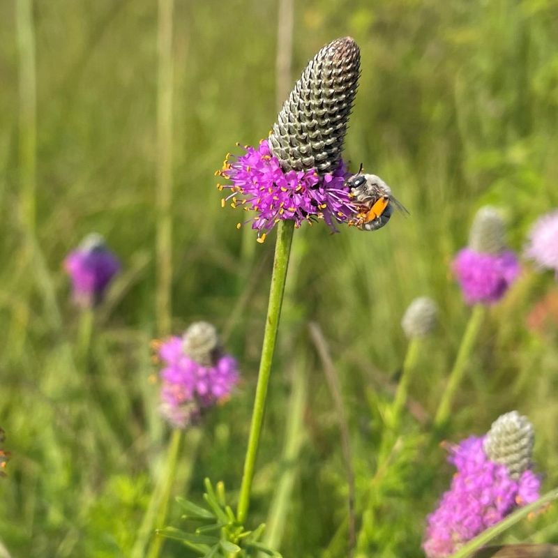 Purple Prairie Clover