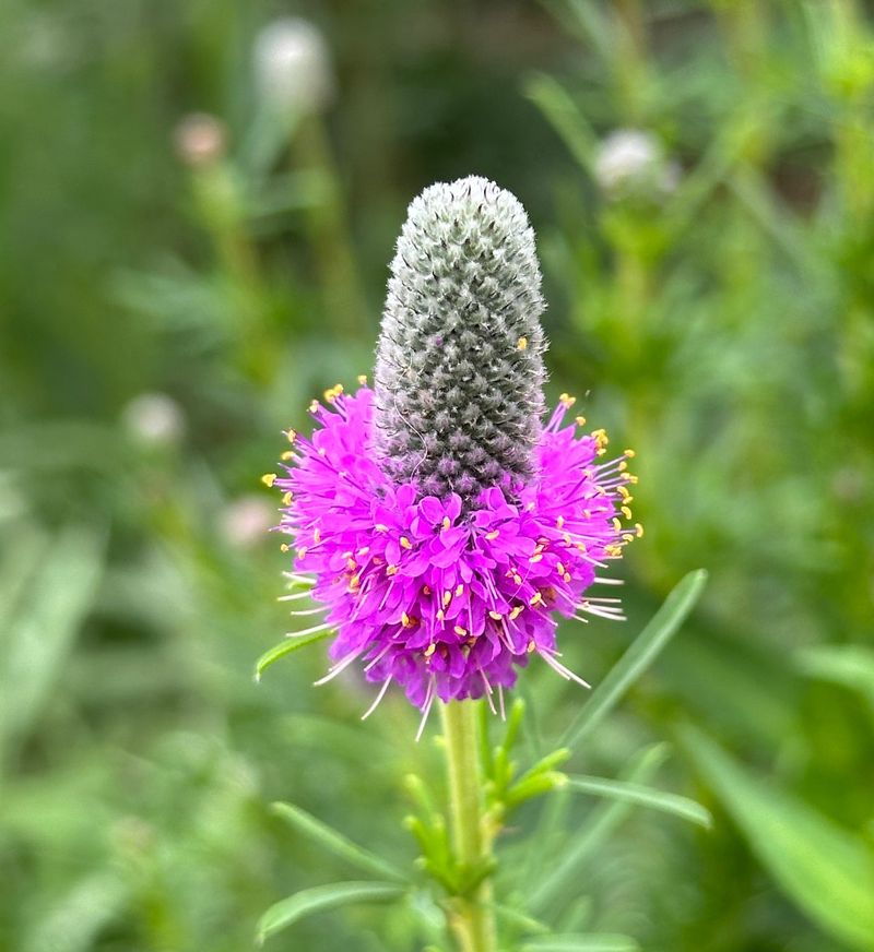 Purple Prairie Clover