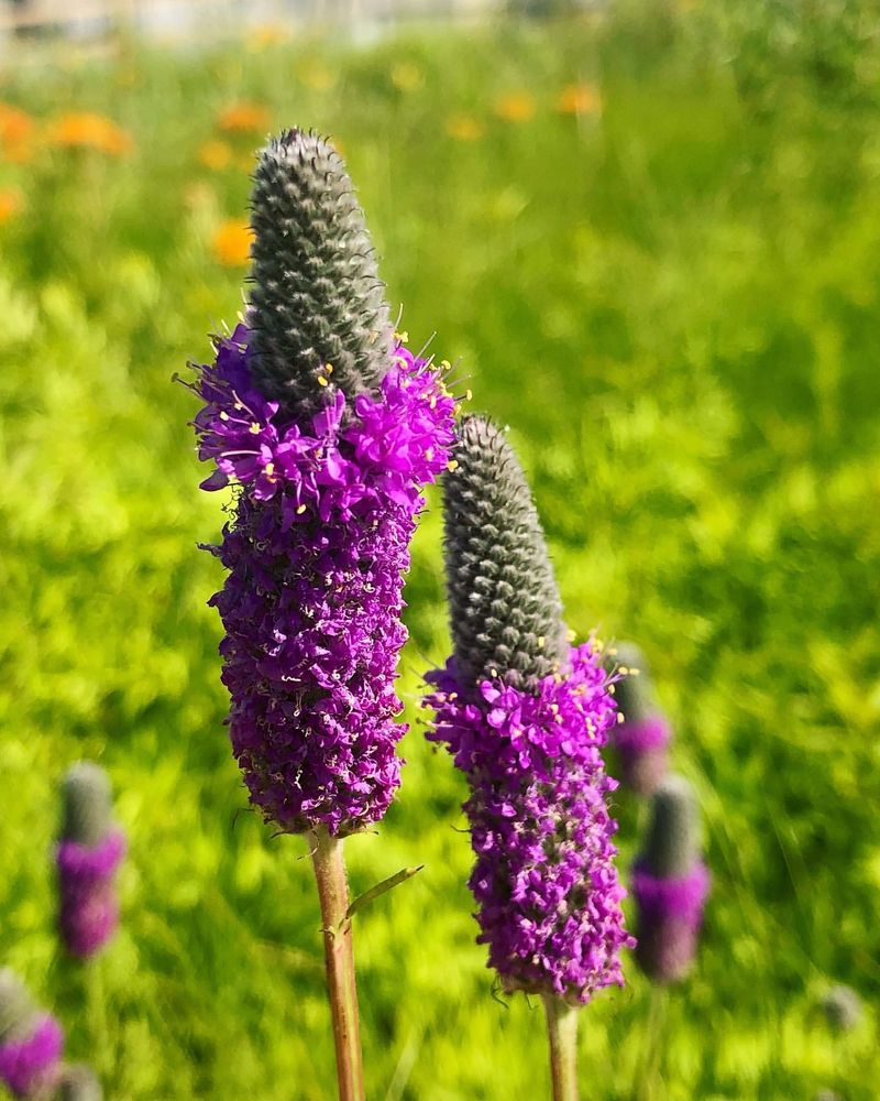 Purple Prairie Clover (Dalea purpurea)