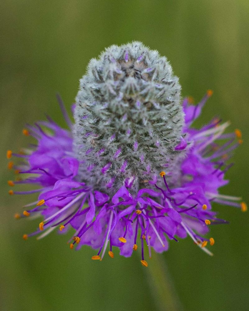 Purple Prairie Clover