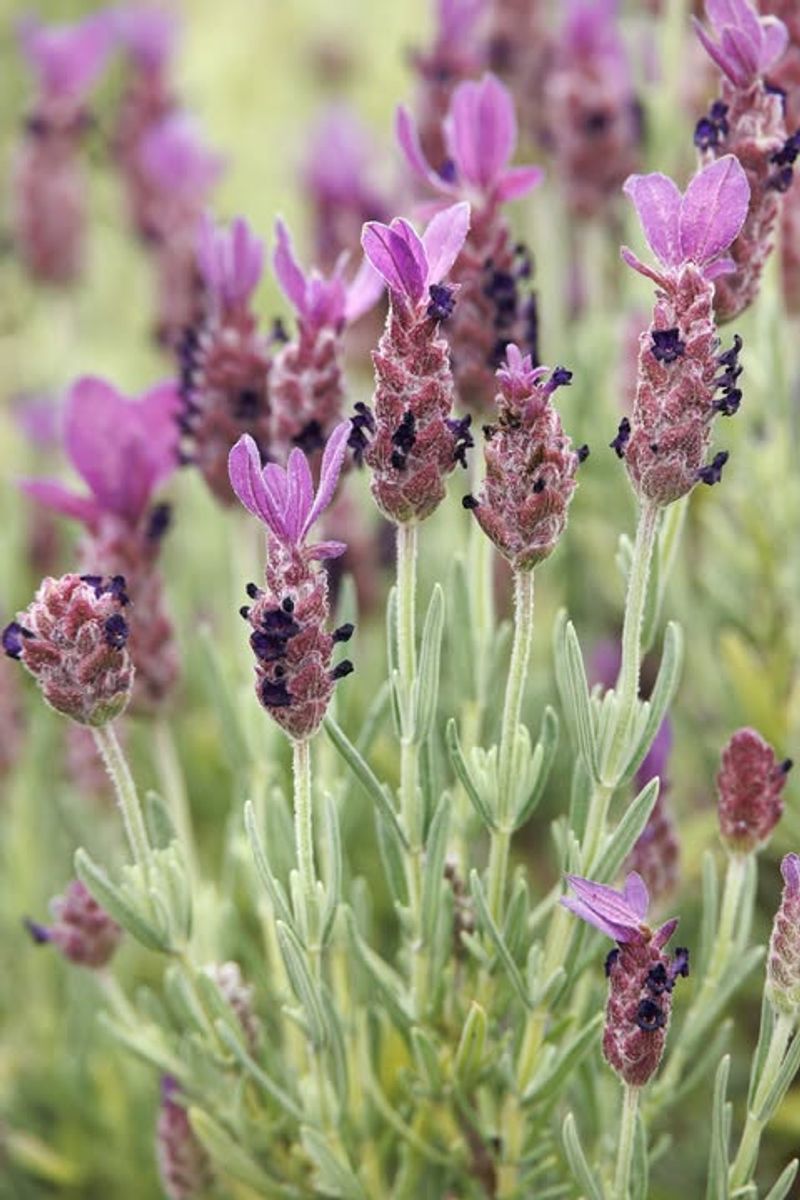 Purple Ribbon Lavender