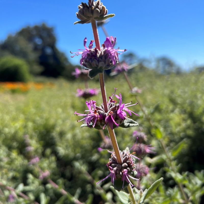 Purple Sage