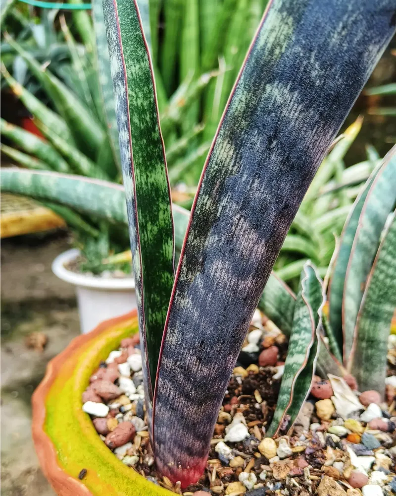 Purple Sansevieria