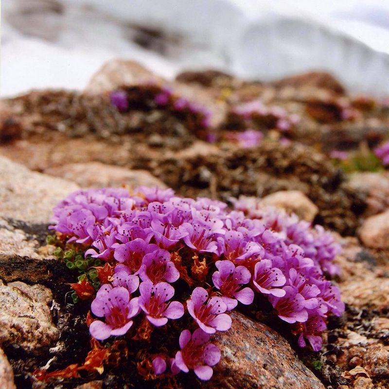 Purple Saxifrage