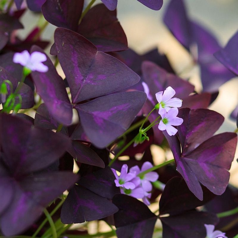 Purple Shamrock (Oxalis regnellii)