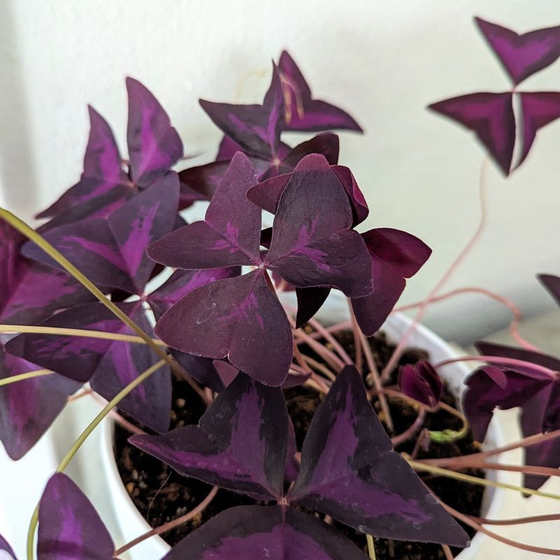 Purple Shamrock (Oxalis triangularis)