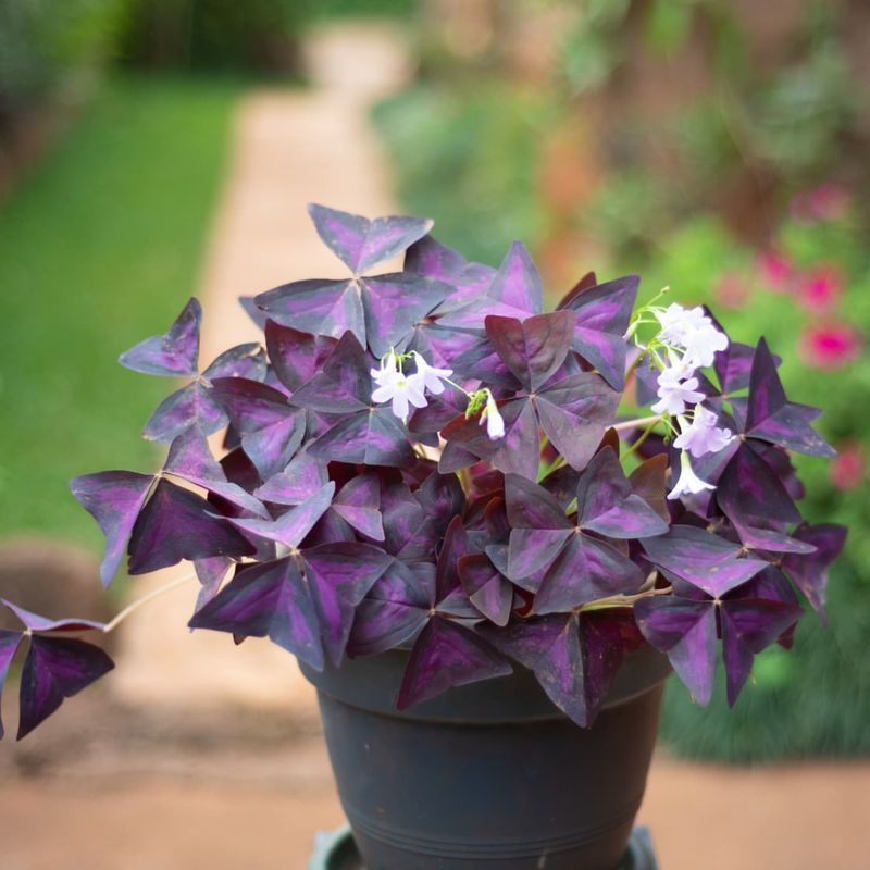 Purple Shamrock (Oxalis)