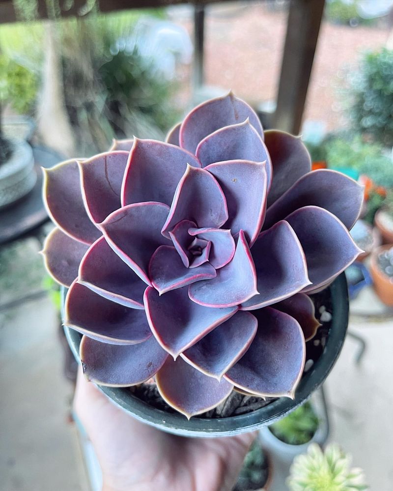 Purple Succulent (Echeveria)