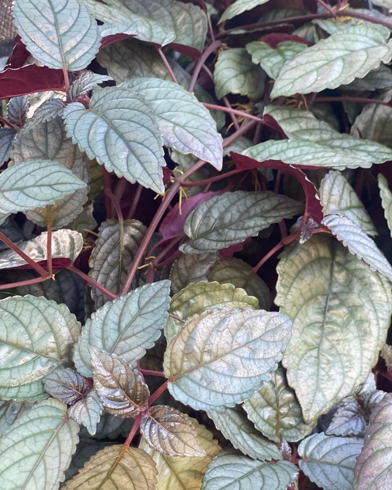 Purple Waffle Plant (Hemigraphis alternata)