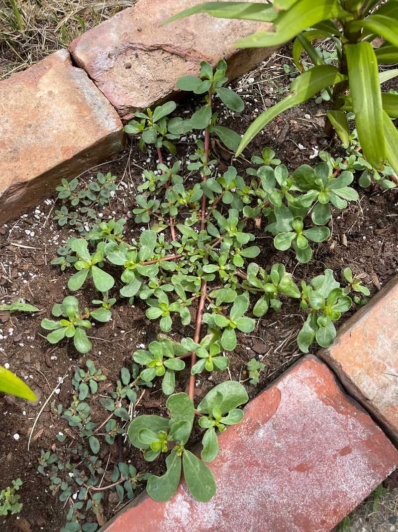 Purslane