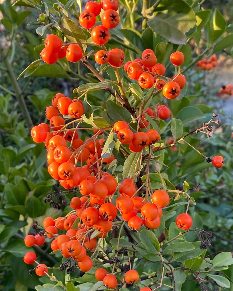 Pyracantha