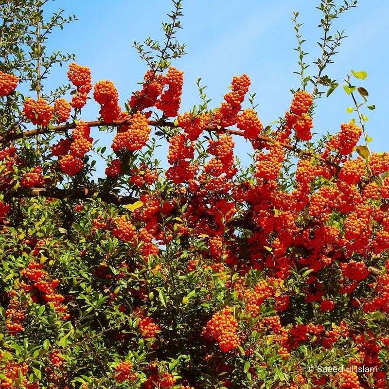 Pyracantha