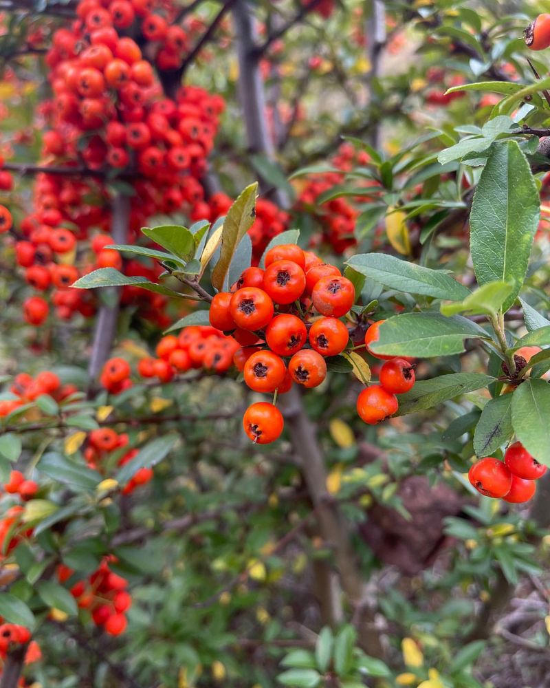 Pyracantha